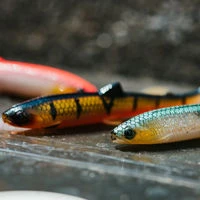 Westin Bullteez Shadtail Single Lures